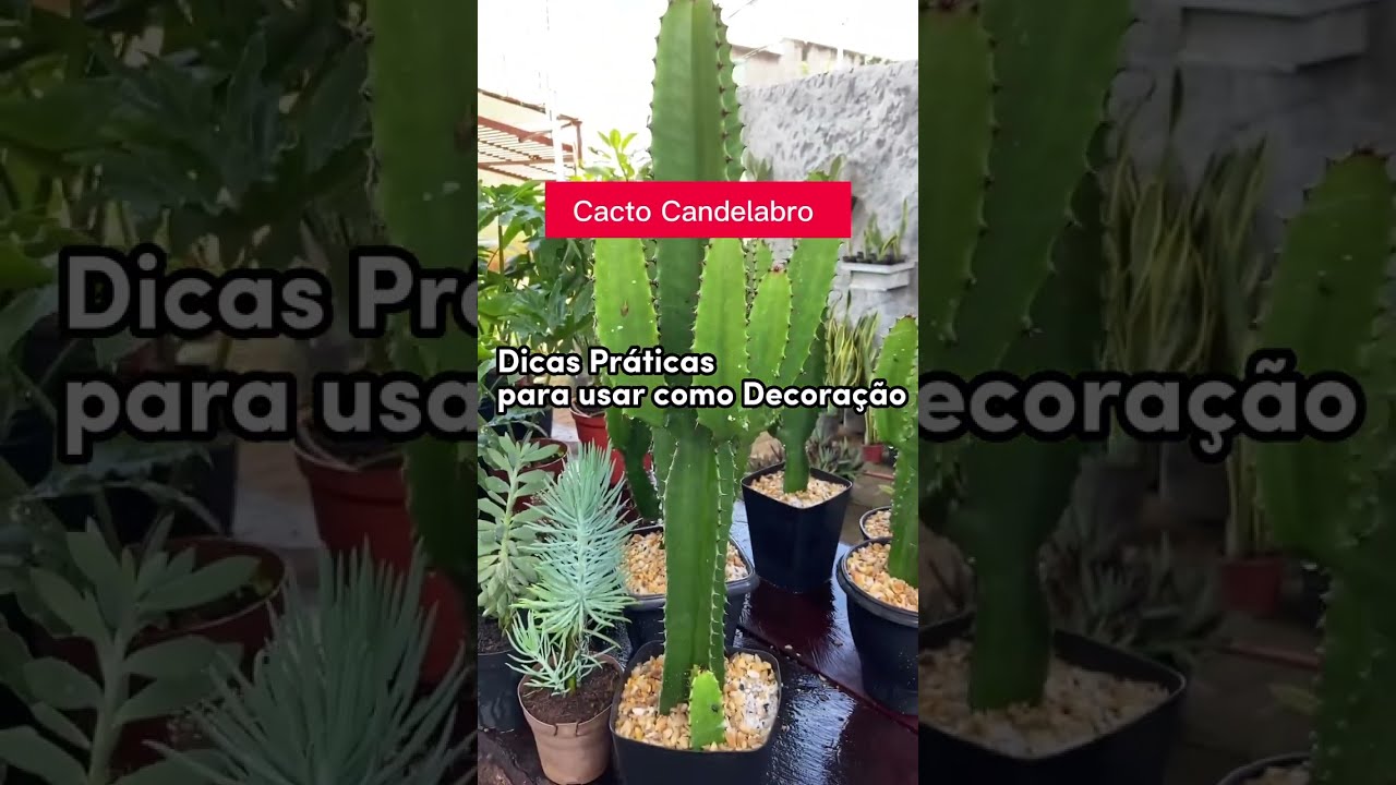Dicas para Cuidar do Cacto Candelabro em Casa