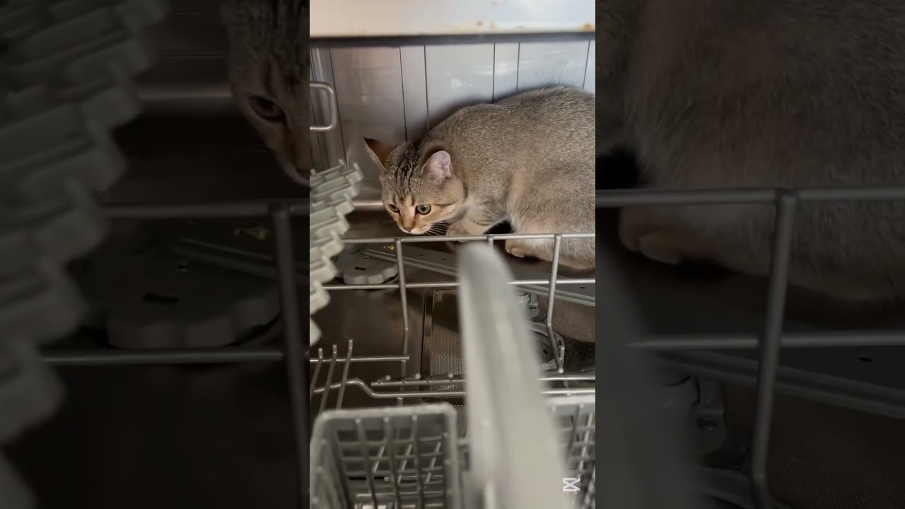 Рыся в посудомойке #rge #cat #котофейка #сваты6 #kitten #хачуха #cute #моякошка #elbruso #pets