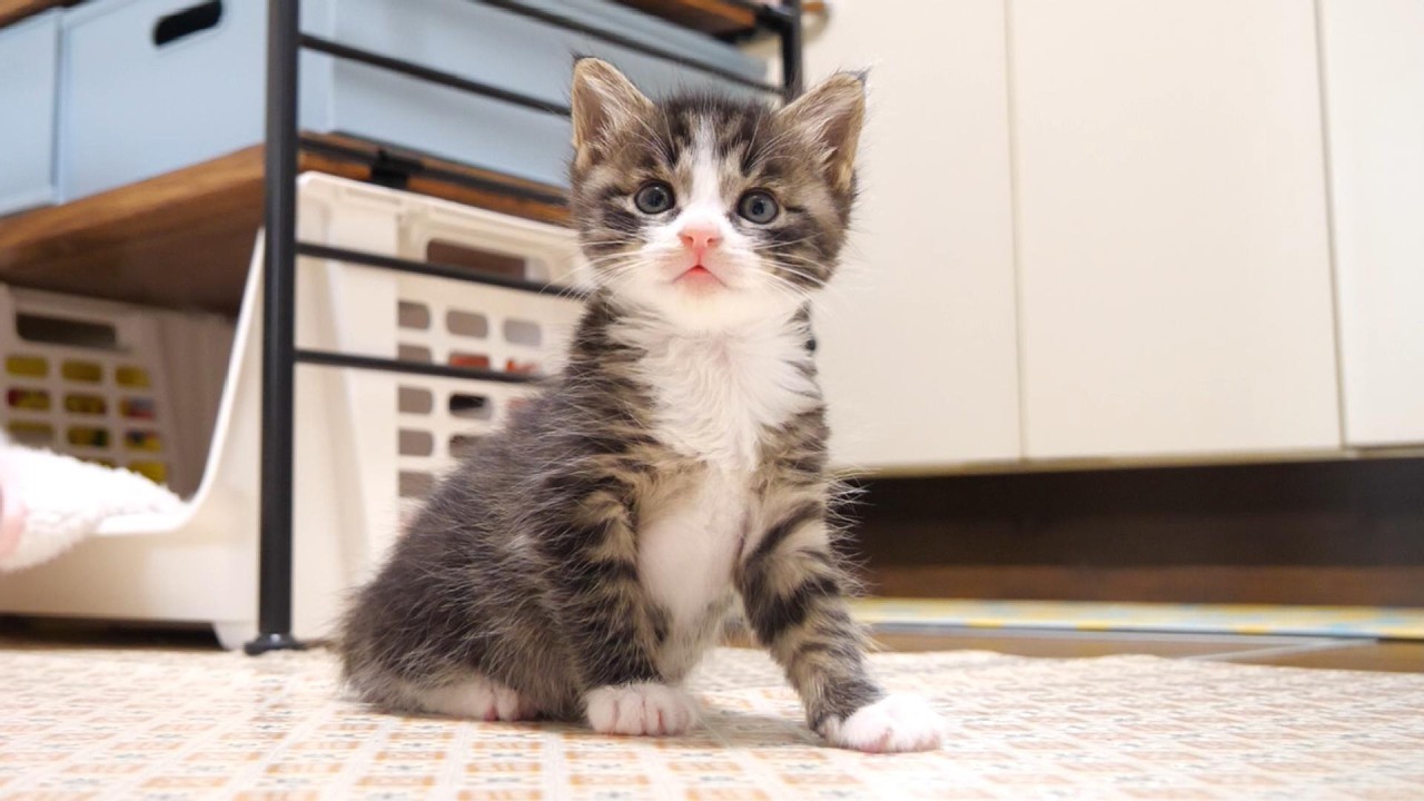 お腹空いたの？赤ちゃん子猫に問いかけたらかわいい返事で答えてくれる？【赤ちゃん猫　保護猫】