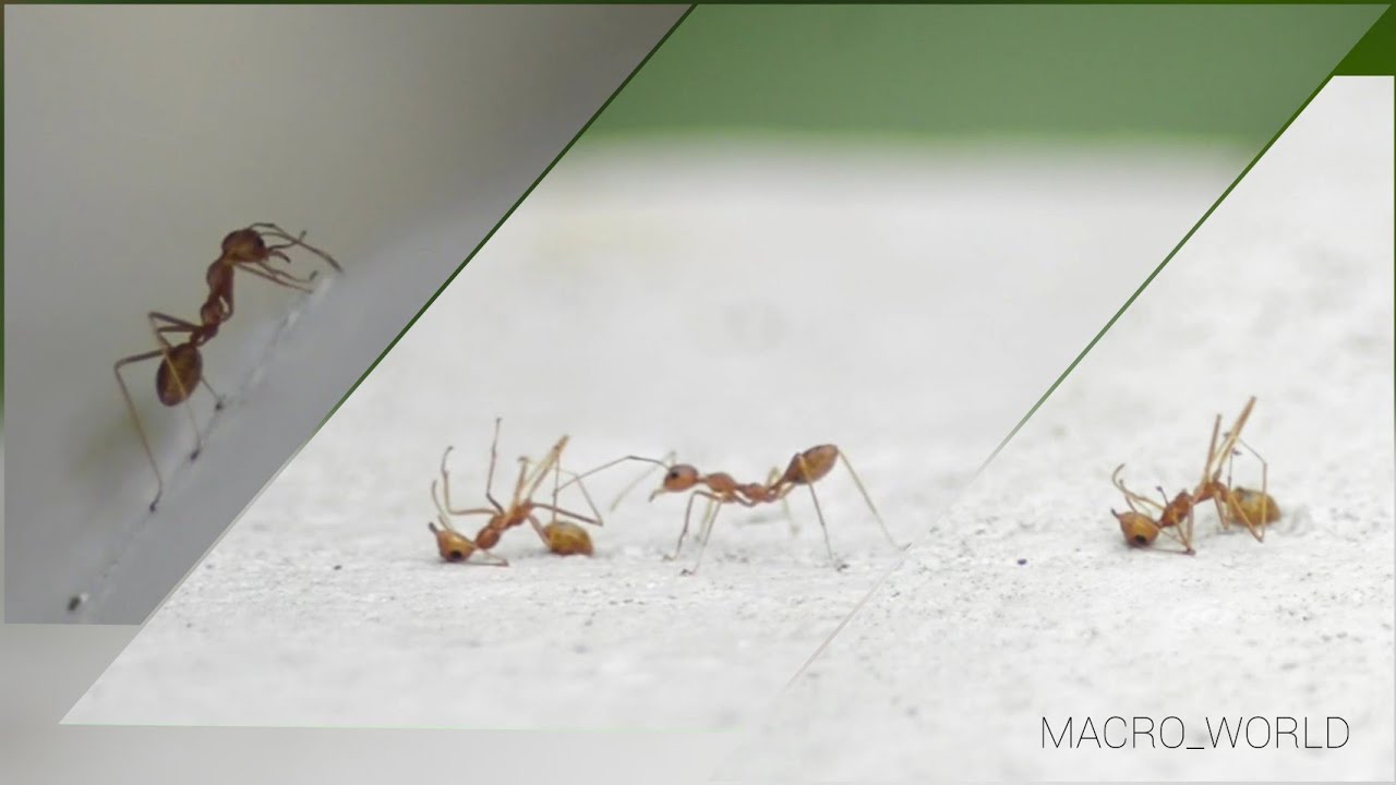 ഉറുമ്പ് | Ant - MACRO WORLD