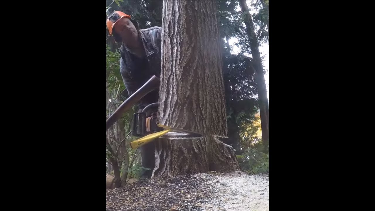 CUTTING A TREE DOWN AGAINST ITS LEAN