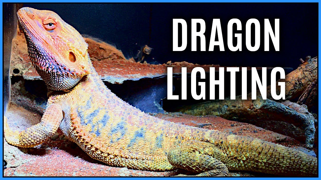 The Ultimate Bearded Dragon Lighting Setup - Upgrading Lighting for Bearded Dragon Setup