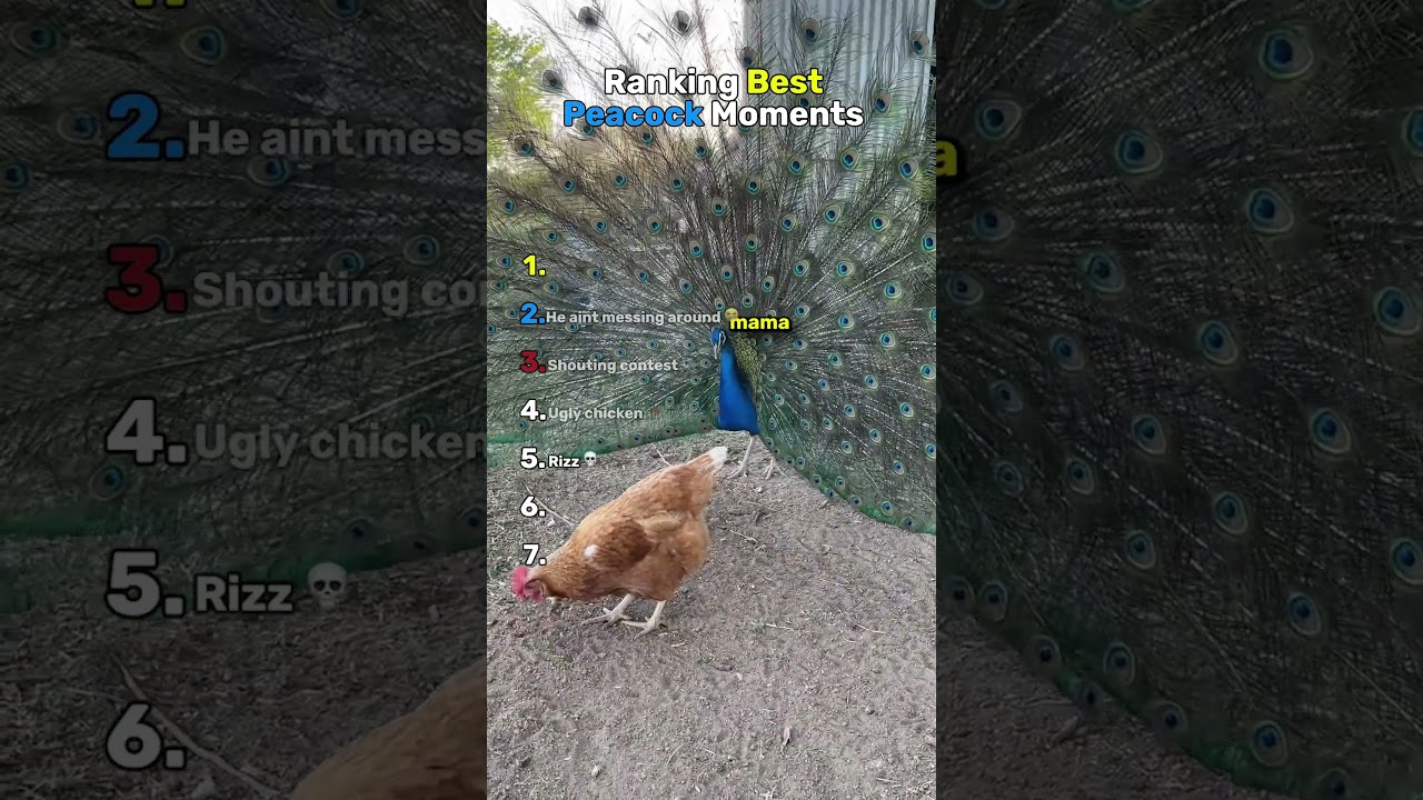 Ranking Funniest Peacock Moments