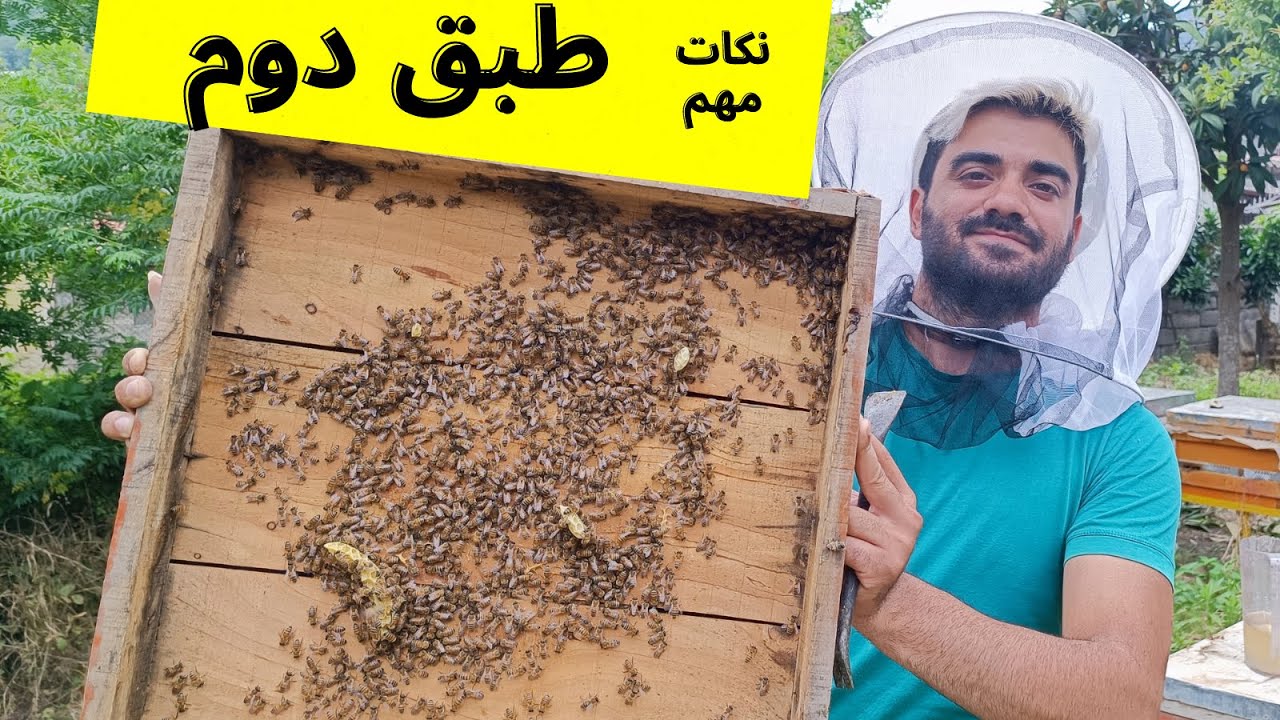 آموزش زنبورداری : طبق گذاری دوم کندو و نکات مهم