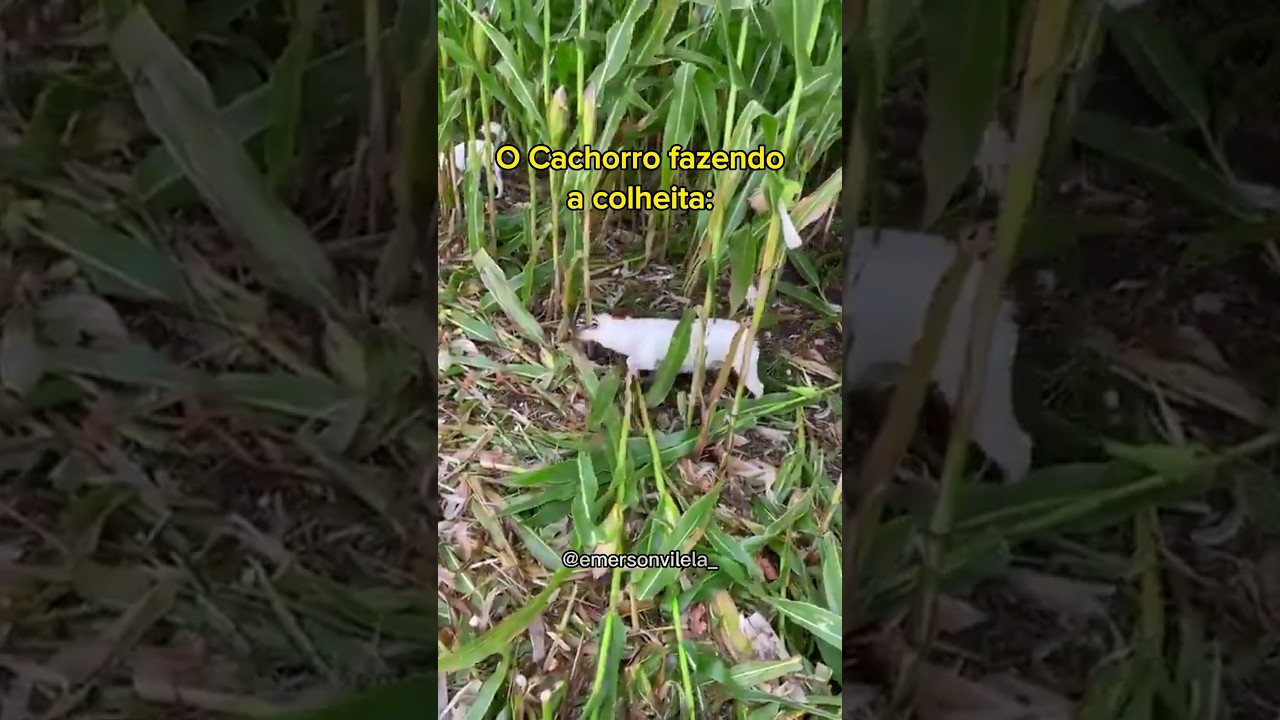 CACHORRO COLHENDO MILHO 😂 #milho #cachorro #agro #ro&ccedil;a #fazenda #youtubeshorts