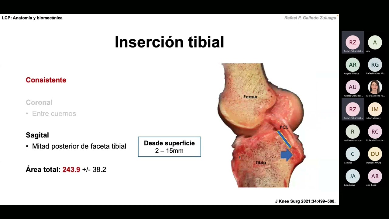 ¿Qué es el cruzado posterior? Anatomía y biomecánica