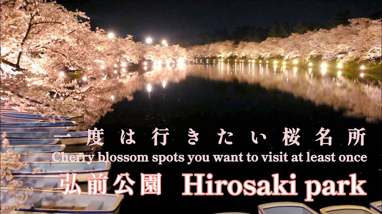【弘前公園 満開の桜】・4K［Hirosaki Park cherry blossoms in full bloom】