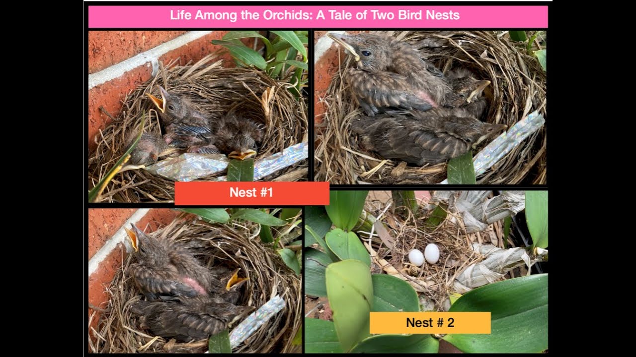 Life Among the Orchids: A Tale of Two Blackbird Nests I Two Blackbird nests in my orchid greenhouse.