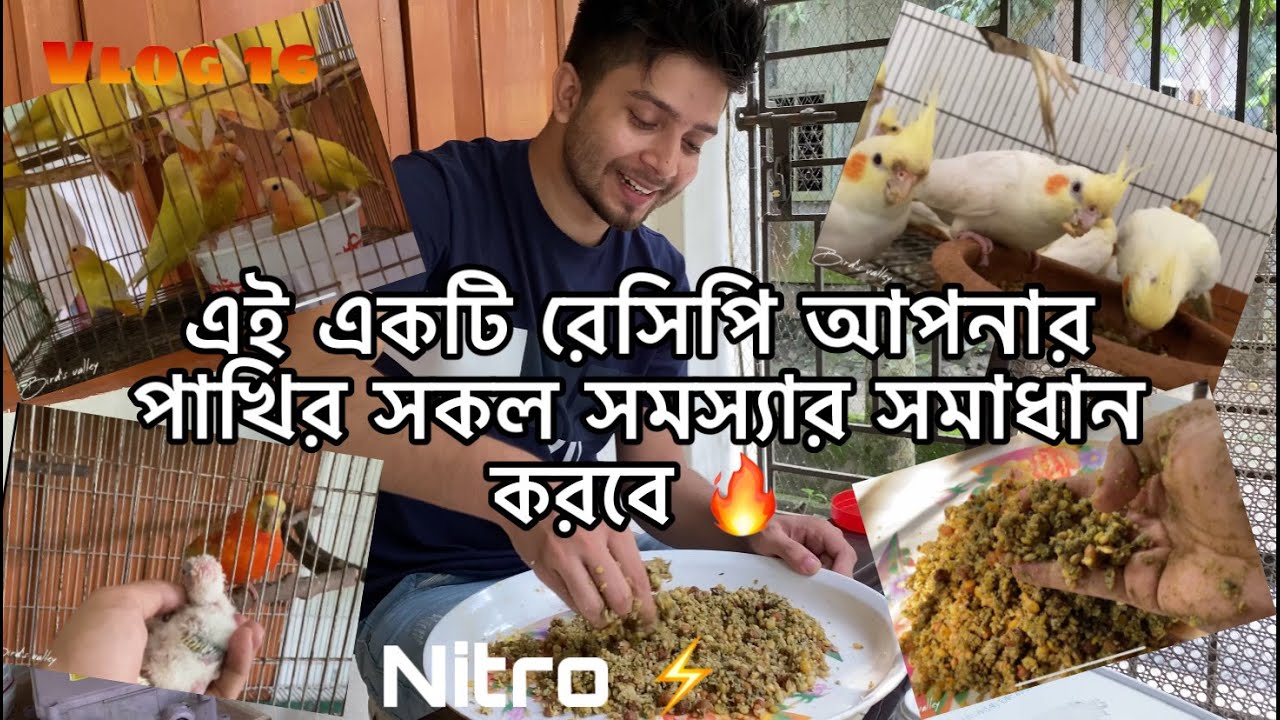 Benefits Of Nitro ⚡️Perfect Diet is The Secret Of Successful Breeding 🔥| Special Vlog 16