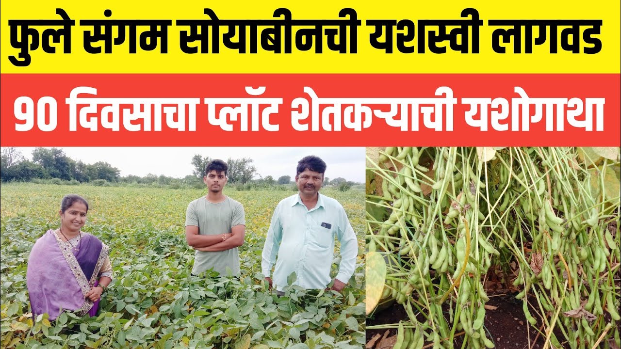 सोयाबीन लागवड | 90 दिवसाचा सोयाबीन प्लॉट | लागवड ते 90 दिवस संपूर्ण माहिती |सोयाबीन शेतकरी यशोगाथा