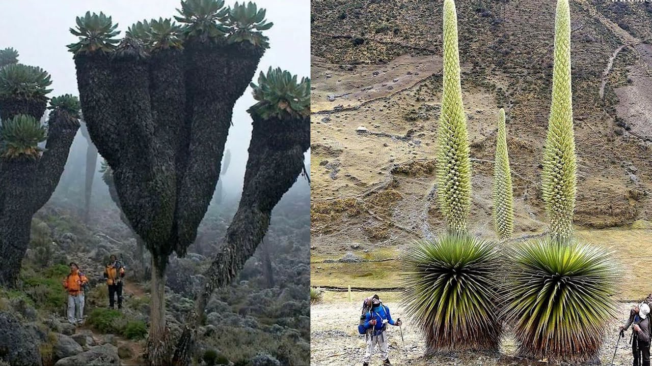 あなたの知らない奇妙な植物