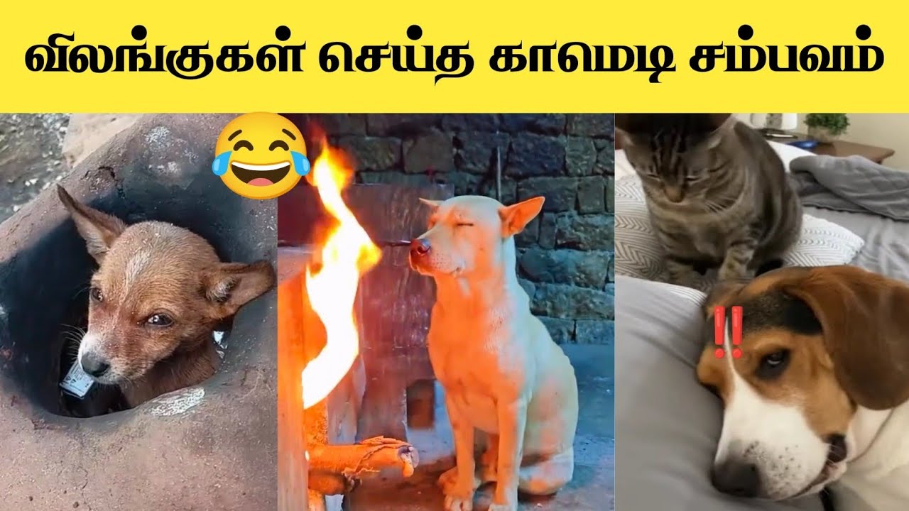 சிரிக்காமல் இருக்க முடியாது 🤣 | 2025 Funny Animal Videos Tamil | Try Not To Laugh Challenge