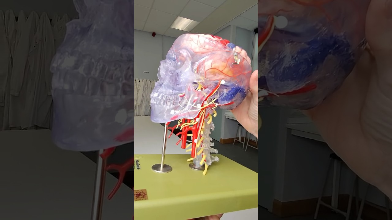 4 arteries supply blood to the brain #anatomy