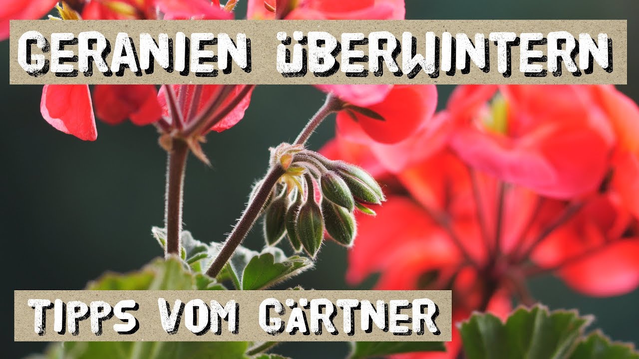 So überwinterst du deine Geranien! Riesige Pflanzen im nächsten Jahr.