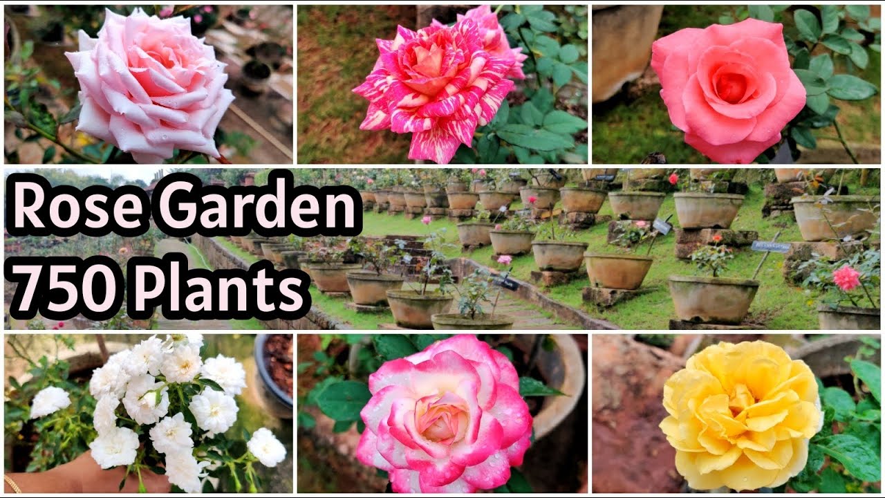 Biggest Rose Garden | Rose Variety with Names | 750 Plants | കേരളത്തിലെ വലിയ റോസ് ഗാർഡൻ | vid # 115