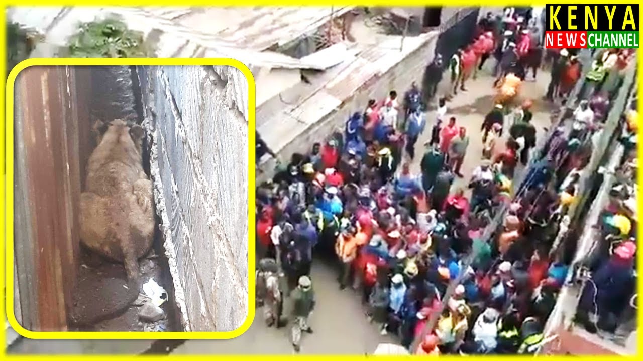This lion was found hiding at a corridor in Ongata Rongai