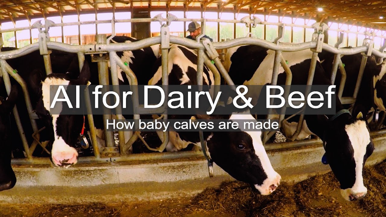 Our AI program for Dairy and Beef
