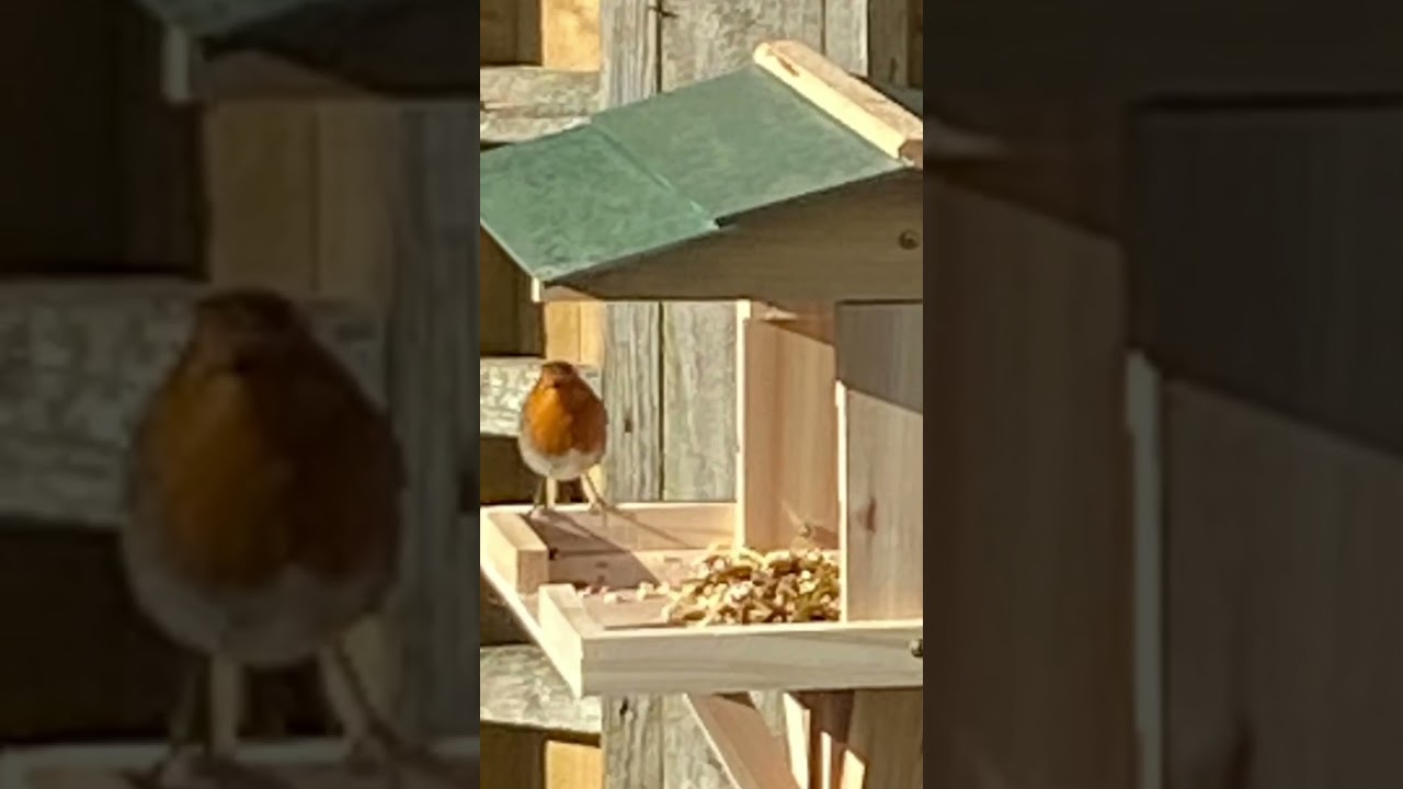 First visitors to my new bird table #blackbird #robin #birds #birdtable