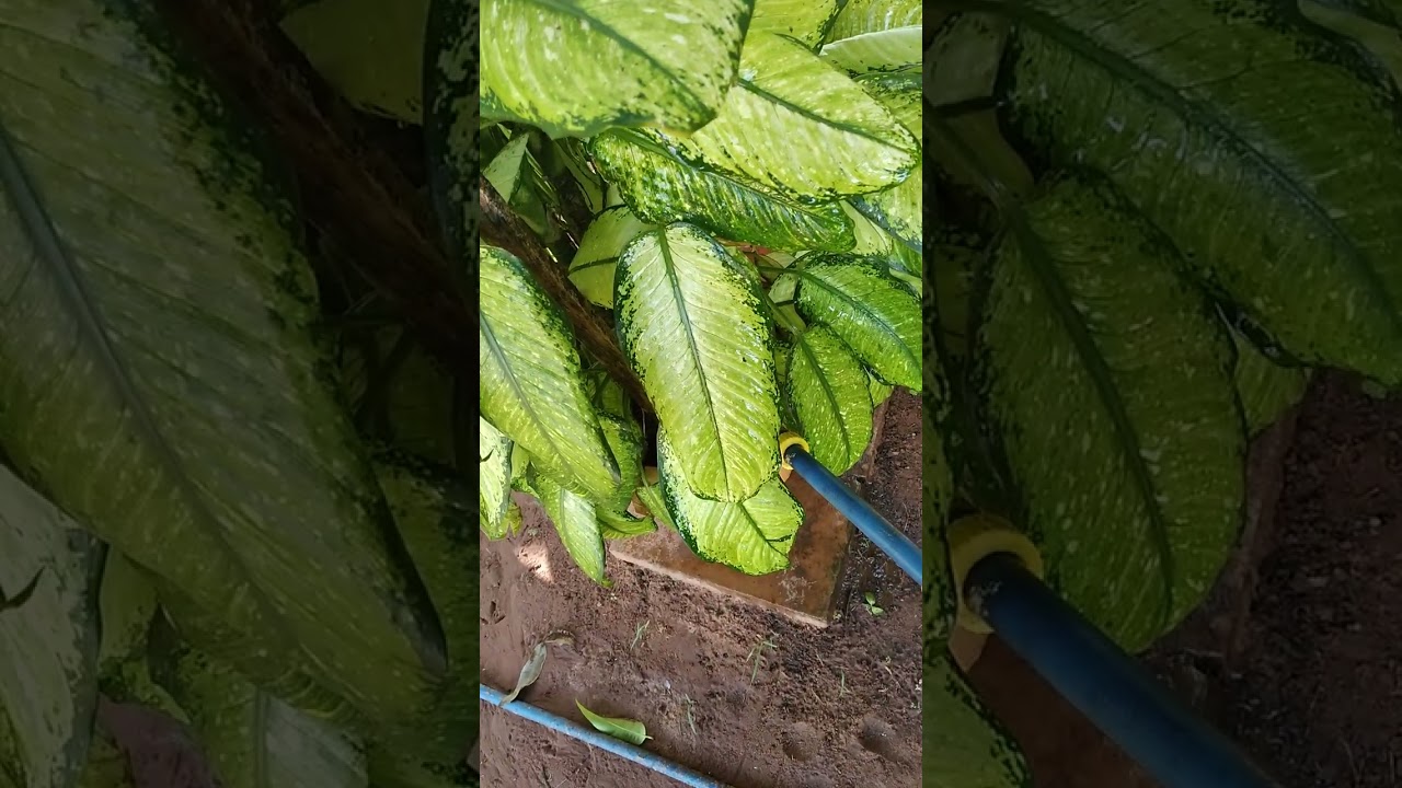 MOLHANNDO AS PLANTAS