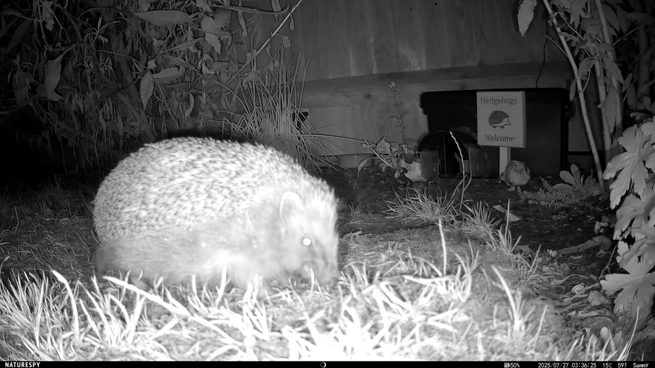 Hedgehogs 21st - 27th July 2025