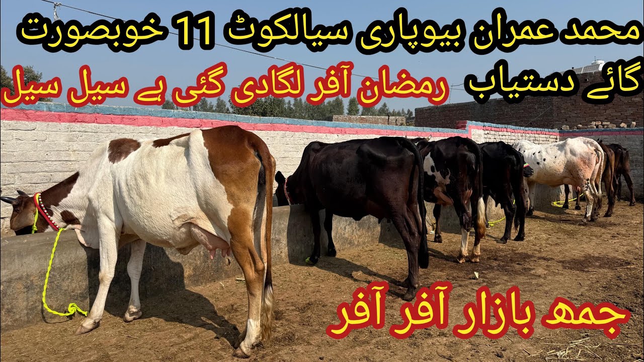 محمد عمران بیوپاری سیالکوٹ 11 خوبصورت گائے دستیاب تاریخ 20/02/2026 Apna Punjab