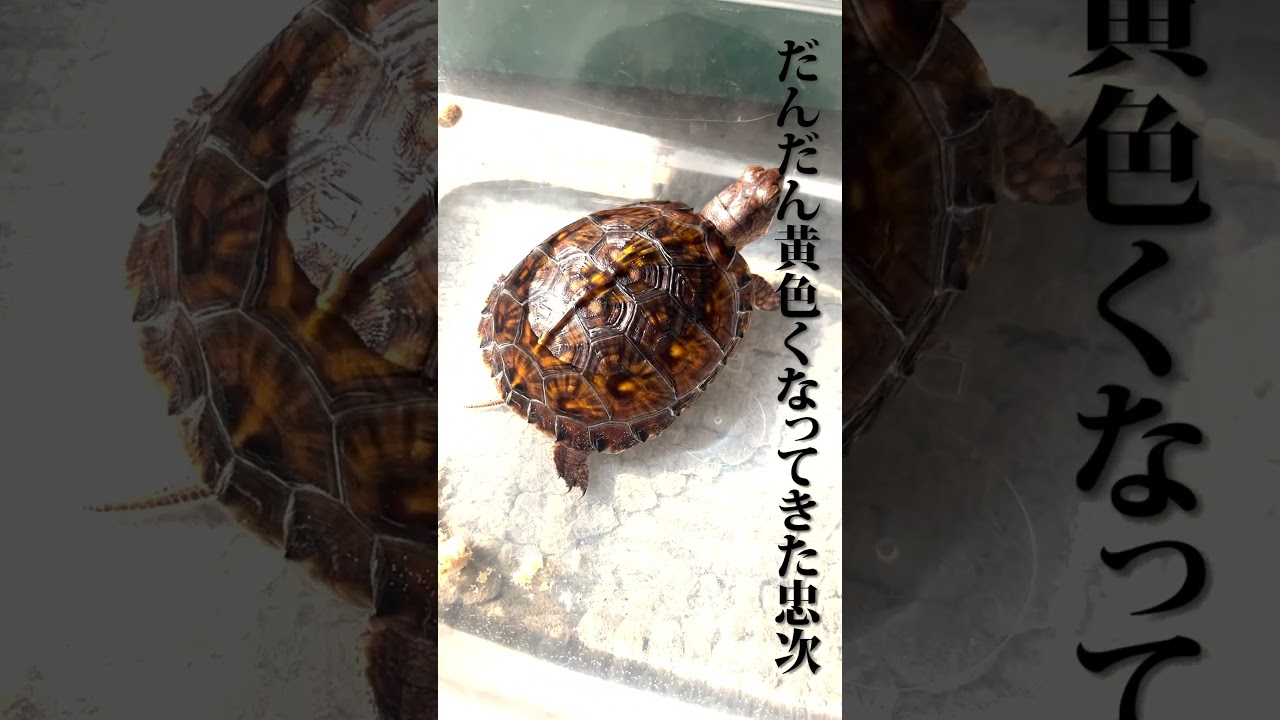 【トウブハコガメ】忠次の日常 