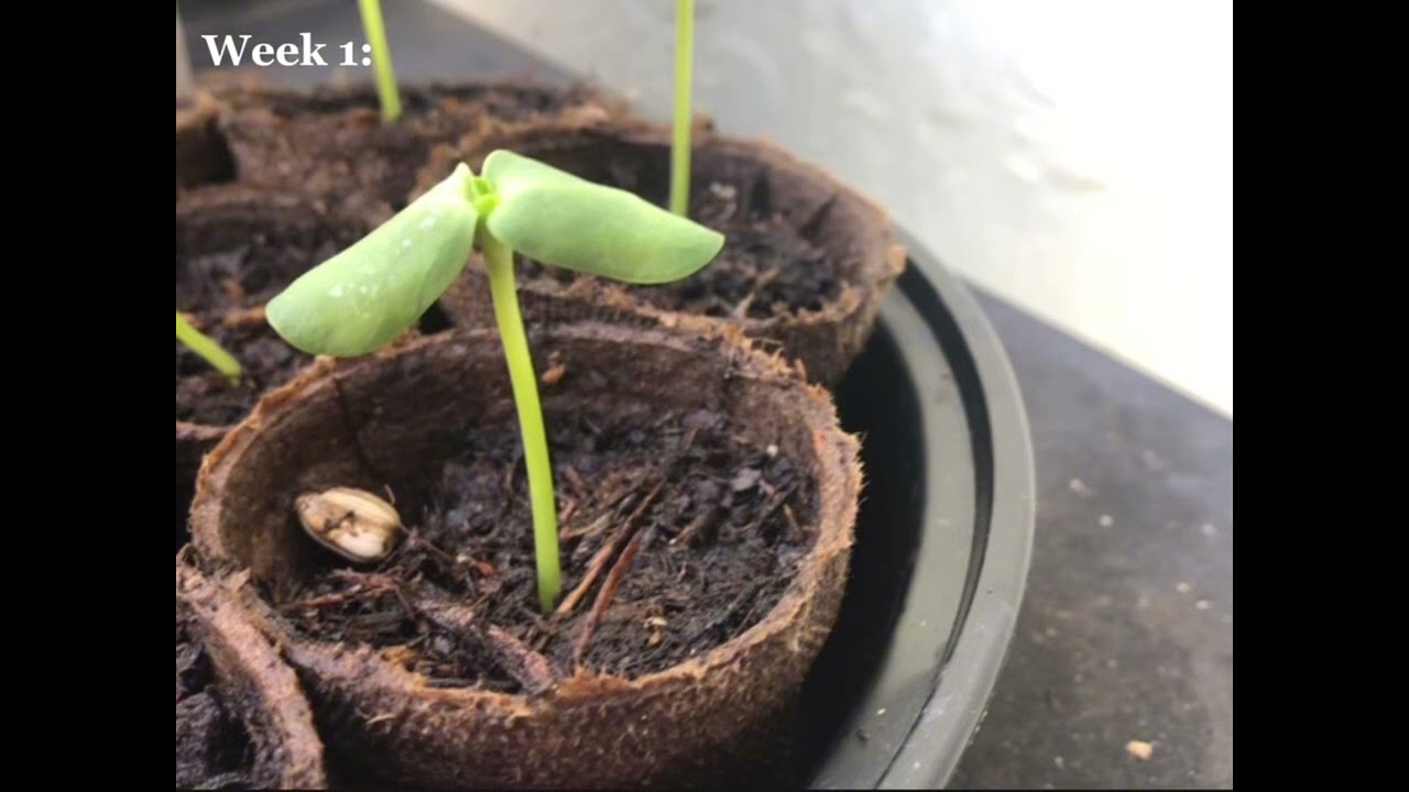 Botany project