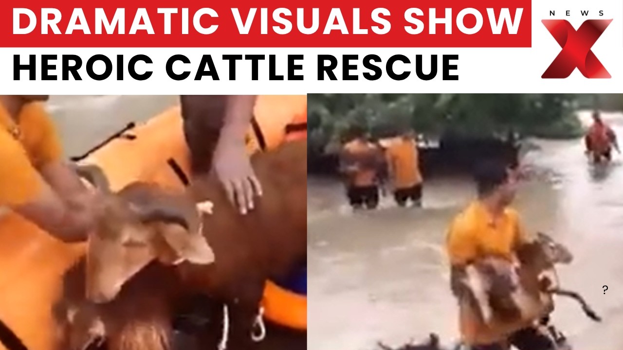 Odisha Floods: Dramatic Visuals Show Rescue Teams Carrying Cattle to Safety | newsX