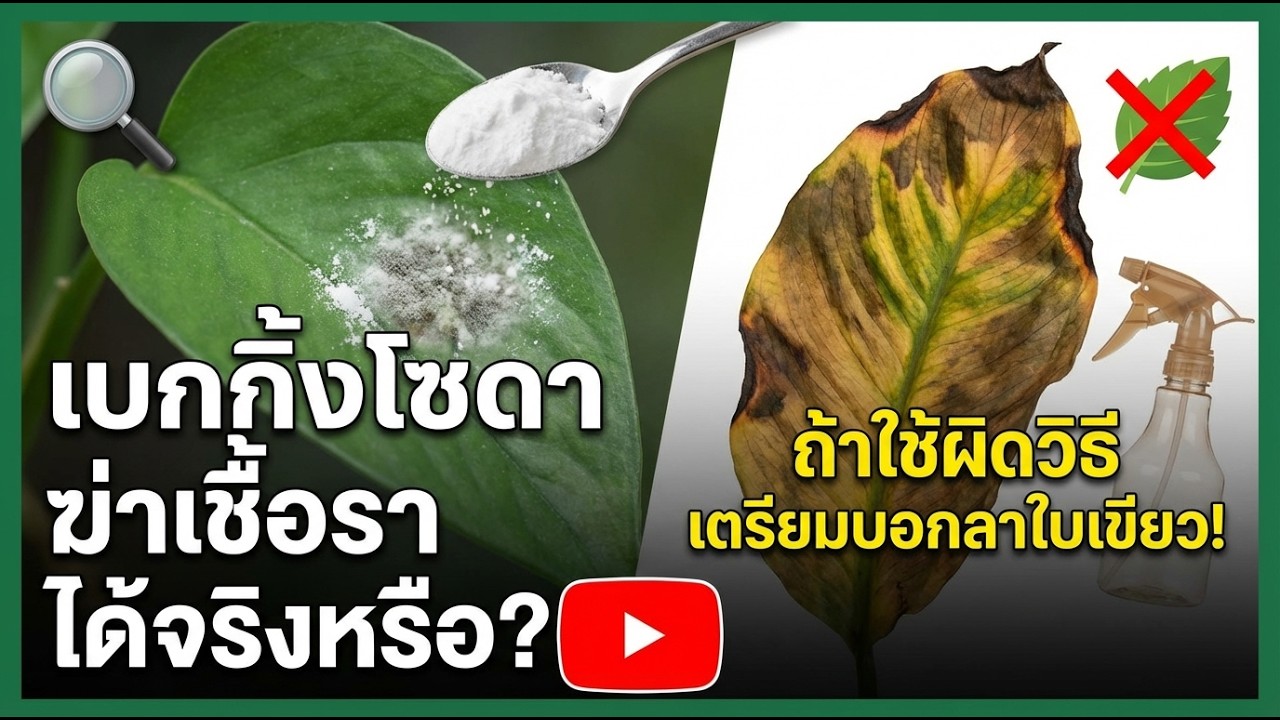 🧴 ผงเบกกิ้งโซดาเป็นยาฆ่าเชื้อราไหม? วิธีใช้ให้ปลอดภัยสำหรับใบไม้