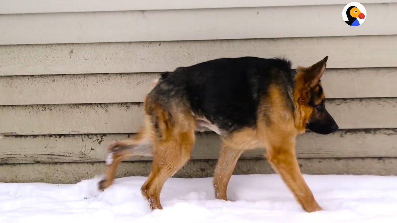 German Shepherd With Short Spine Syndrome Just Wants Love | The Dodo
