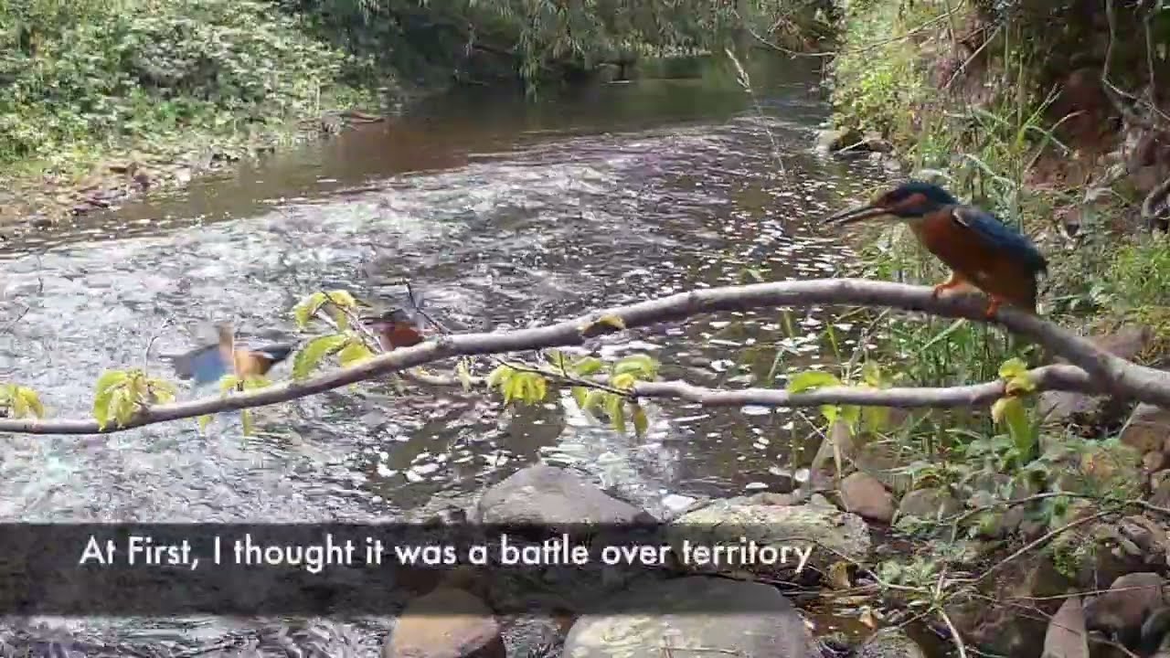 Kingfishers WATER OF LEITH July 2025