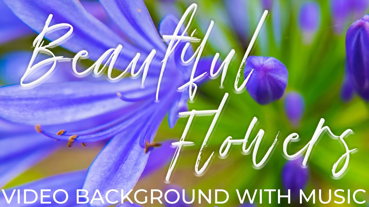 Serene Blossoms: Relaxing Flower Scenery with Calming Music
