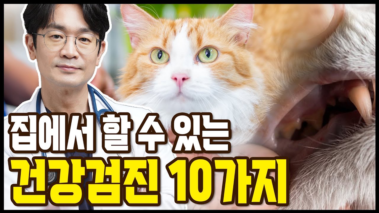 고양이 건강을 확인하는 10가지 루틴한 방법들