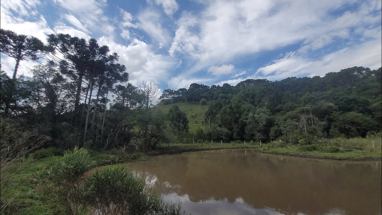 Invernada do Lajeado à venda em São Joaquim/ SC..🌳🐂