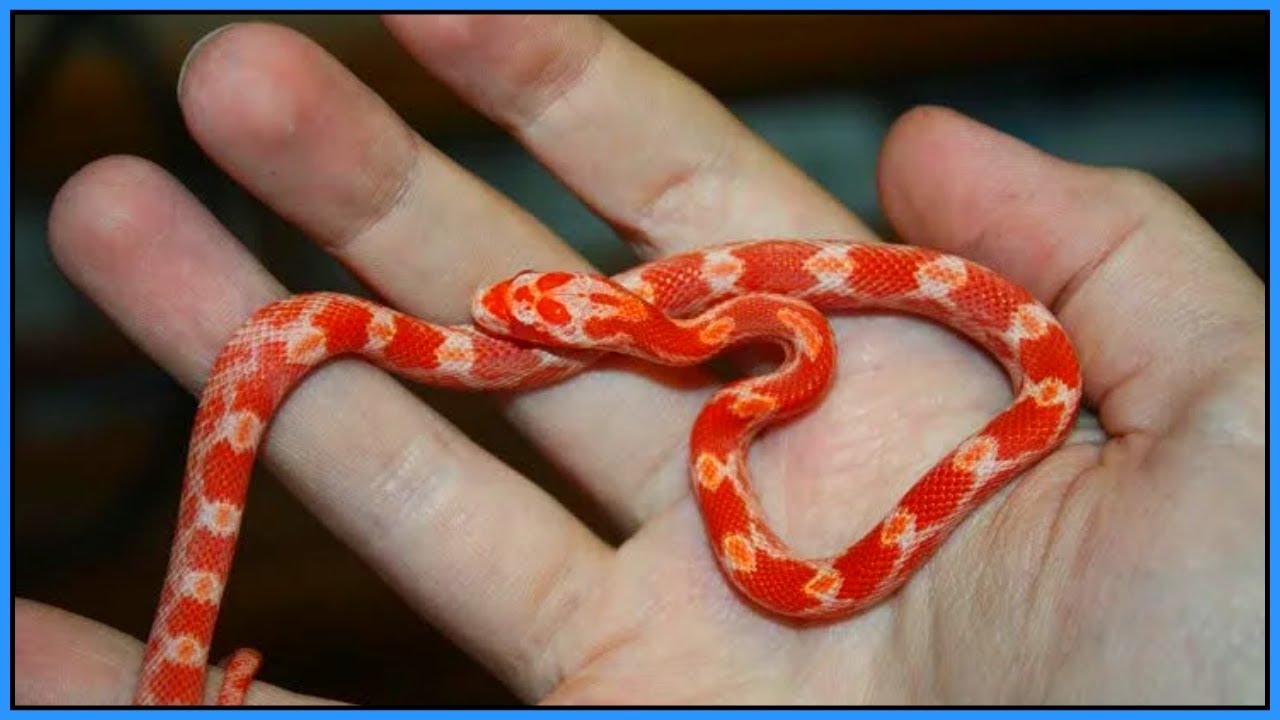 Taming and Handling Baby Snakes - How to Handle Your New Hatchling Snake