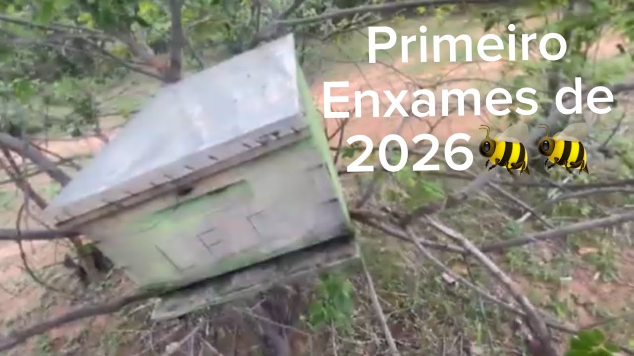 Três enxames que peguei esse mês | ajuntar os três que não dar um grande.!🥹🐝🐝🐝