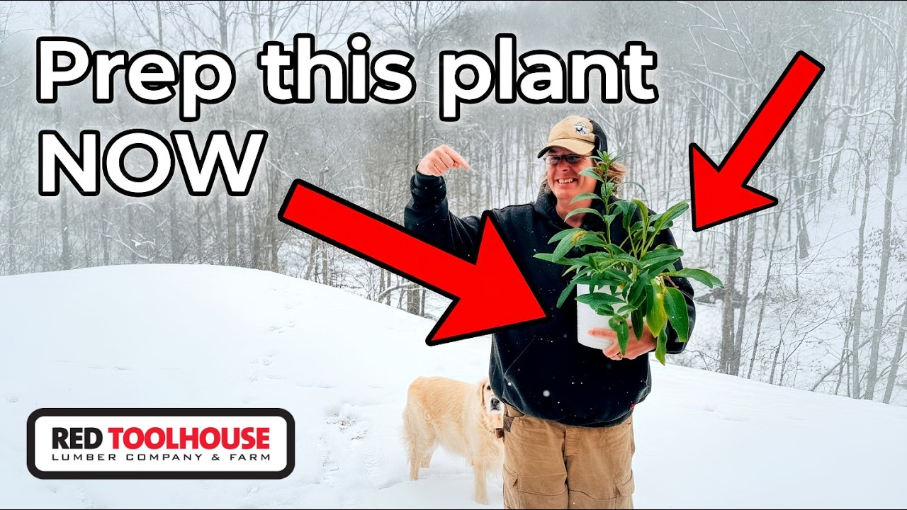Get Comfrey Started Now | 7 Reasons Why You Need This Plant on Your Homestead!