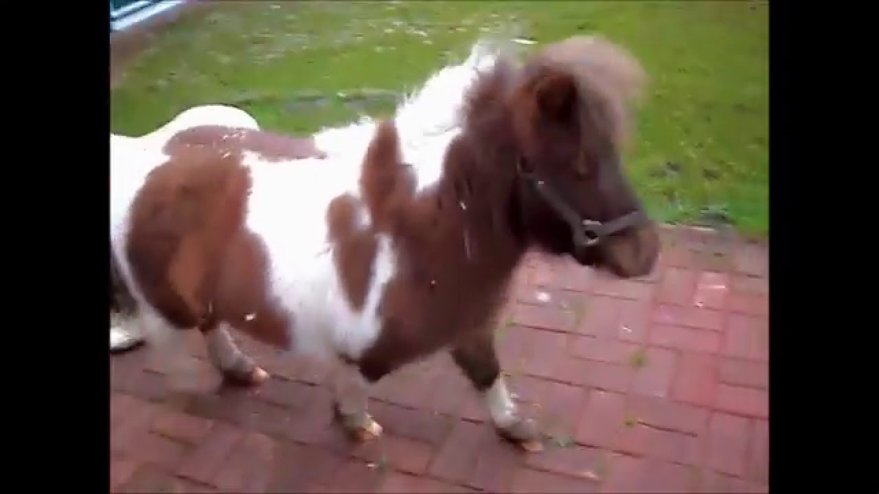Unser Mini Shetty Hengst jagt unsere Galgas ;)