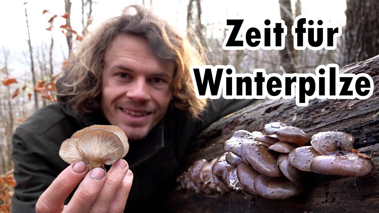 Auf der Suche nach den Winterpilzen - Pilze sammeln im Januar 2023