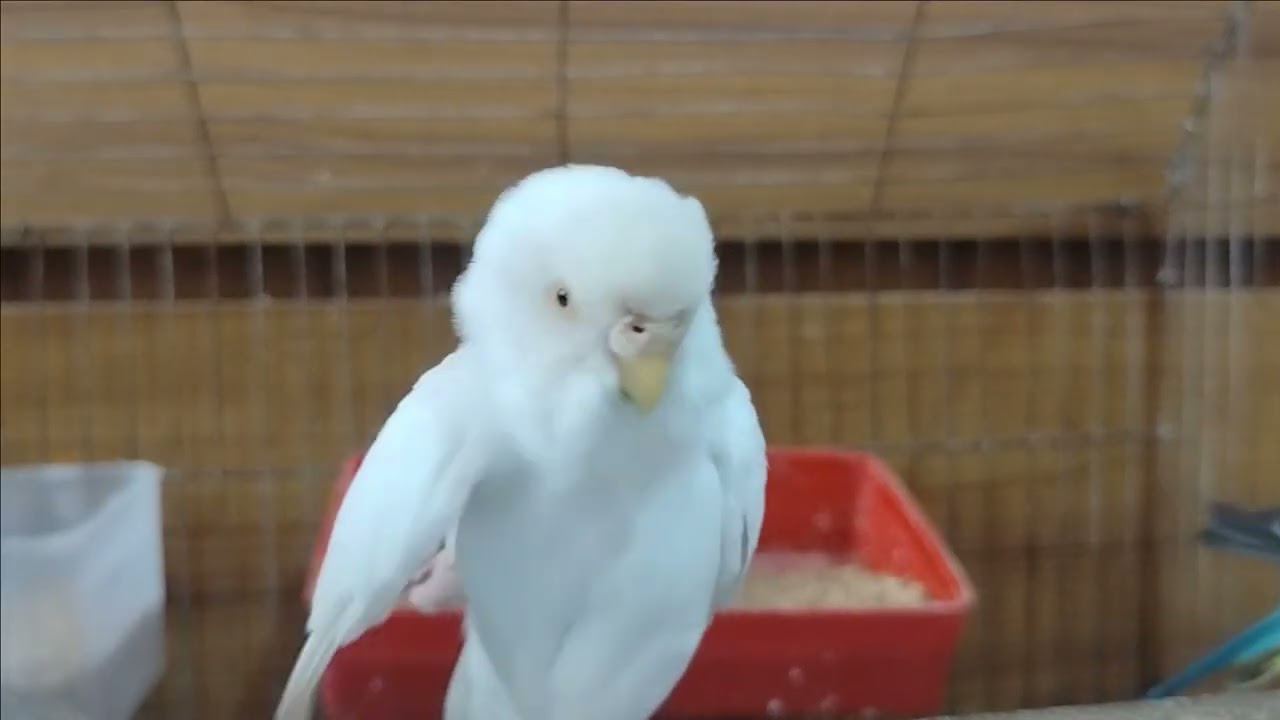 Hhh