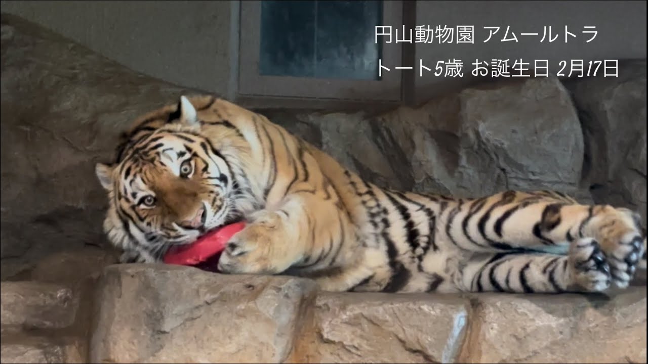 円山動物園アムールトラトート5歳誕生日