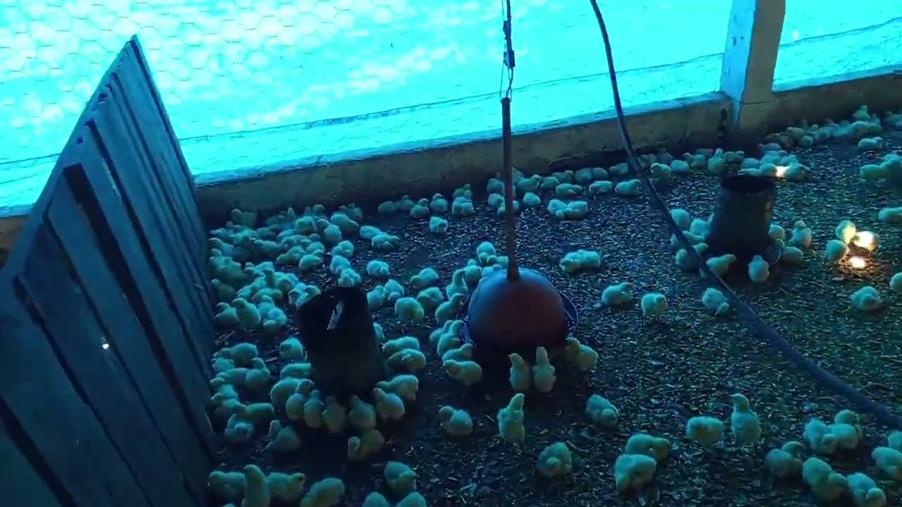 Quando eu comecei a minha criação foi com apenas 200 pintinhos 