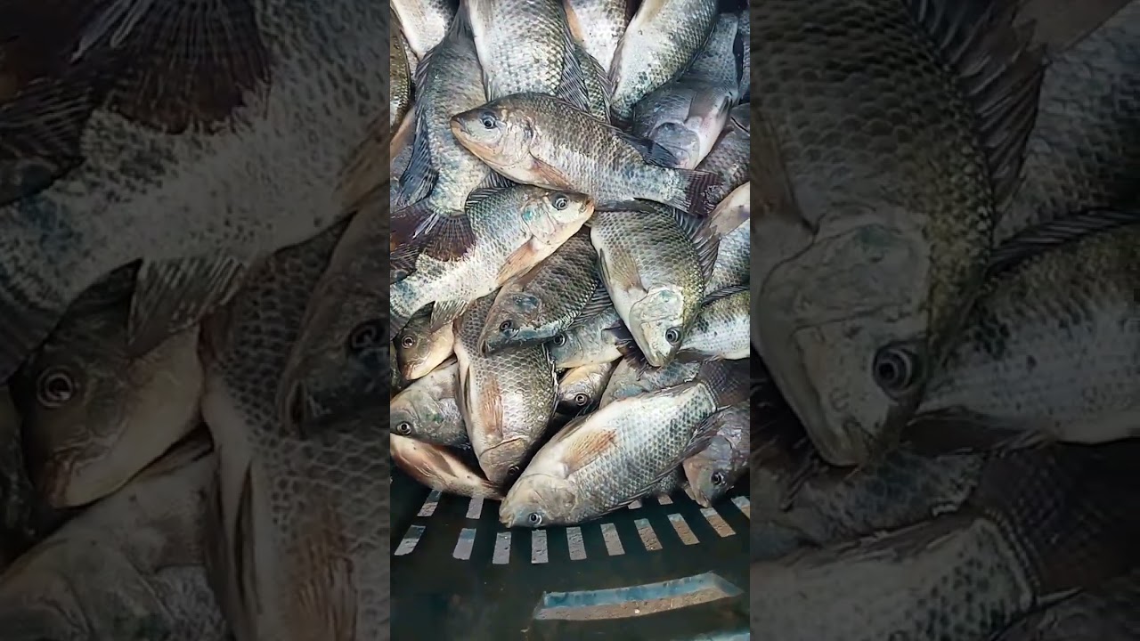 صباح الارزاق بالله اليوم الاثنين 23/2/2026 السمك وصل طازه بيلعب من المزرعه#اسماك