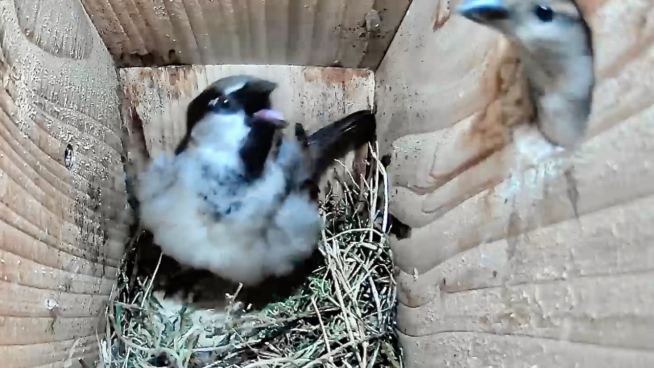 House Sparrow Nest Box activity March 9th