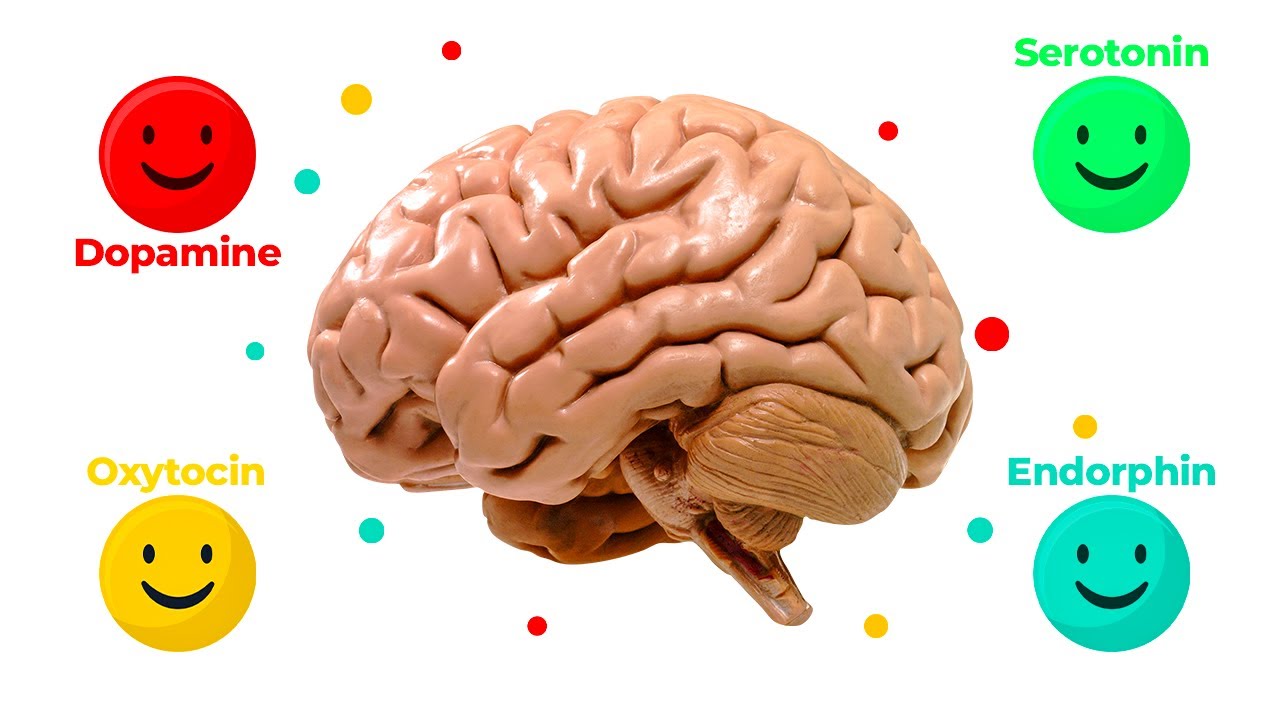 How to Boost Your HAPPINESS HORMONES (Serotonin  Endorphin  Oxytocin  Dopamin)