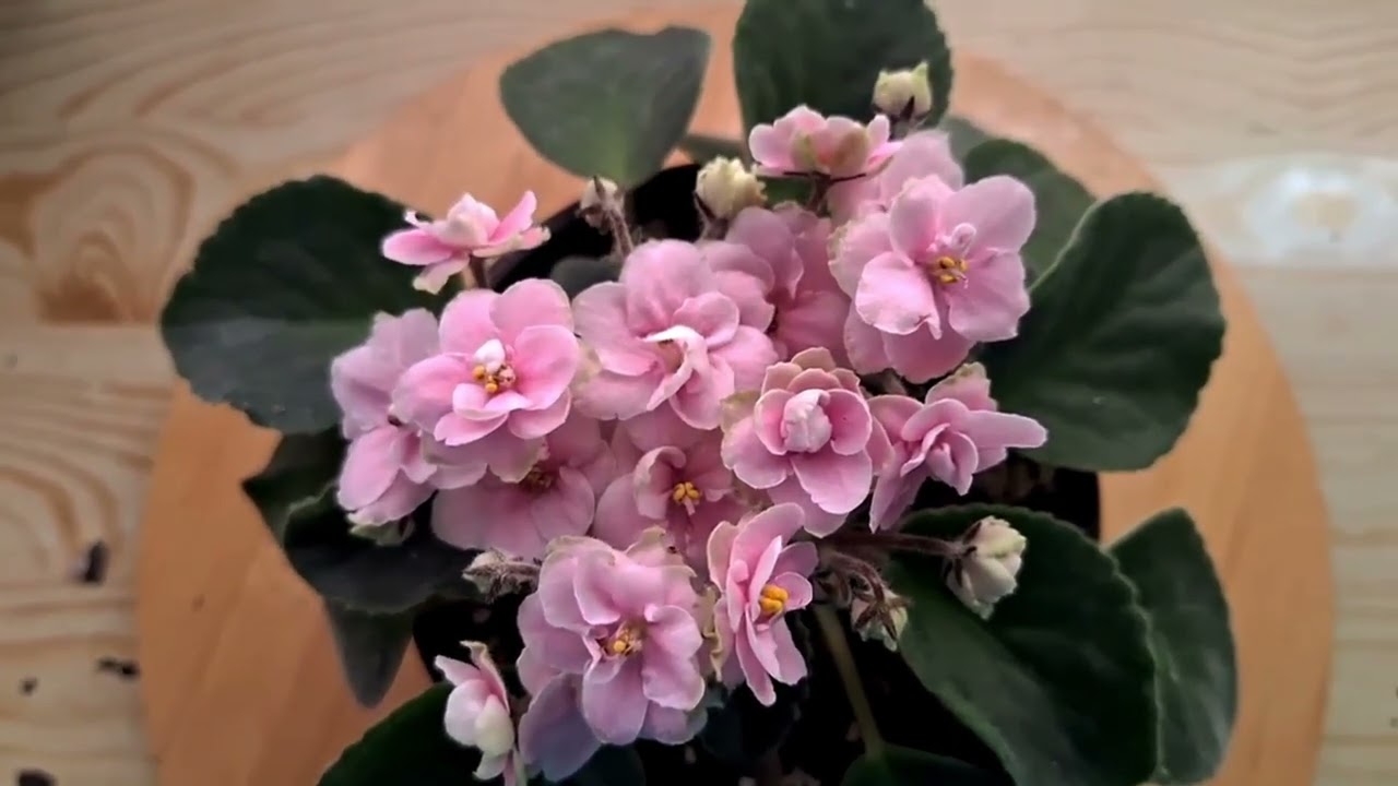 VIOLETAS AFRICANAS EN FLORACIÓN.  