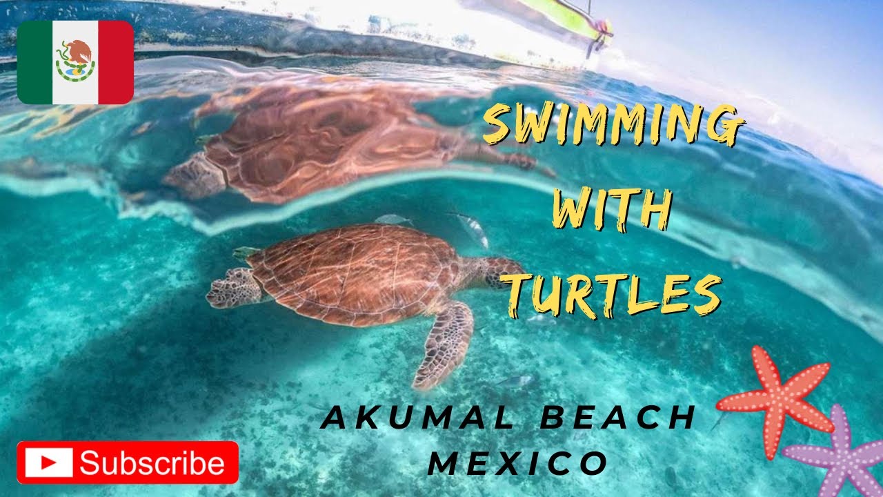 Akumal MEXICO 🇲🇽 Swim with the Turtles
