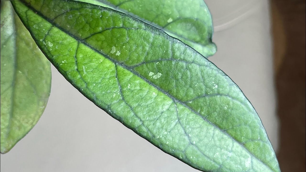 Хойи новинки 🌿🌱 И чашка чая 🍵