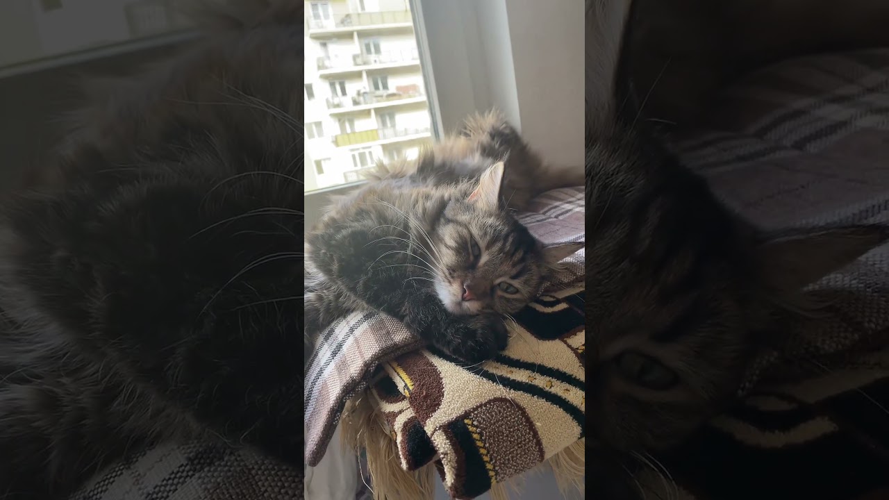 Это Анфиса! На руках носи #cat #котофейка #видосыоткота #кот #веселыекоты #кошка #прикольныекоты