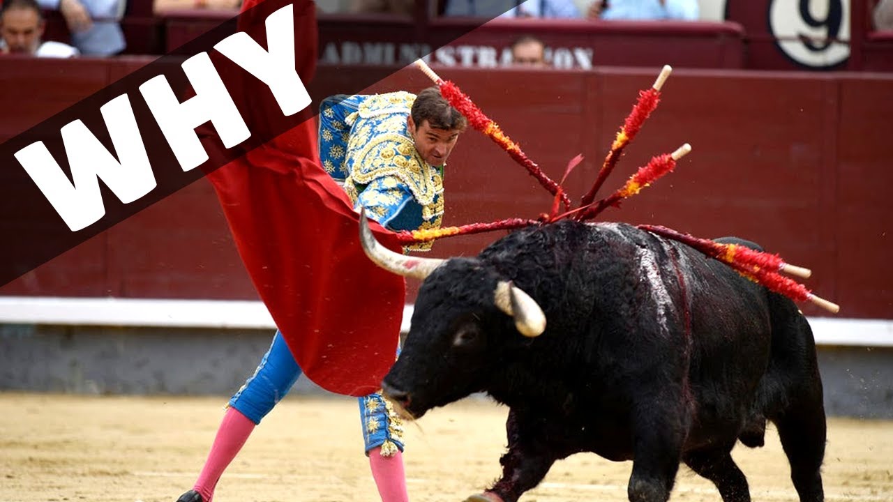 Spanish bull fights explained - Why are they taking place?